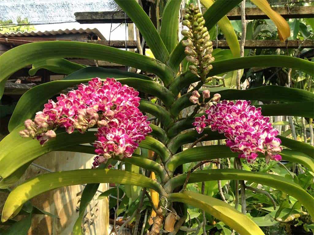 abocn-orchid