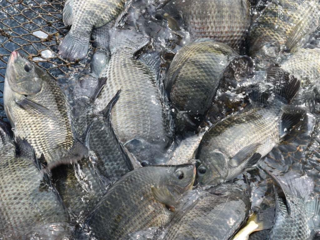 abocn-Fish-hd