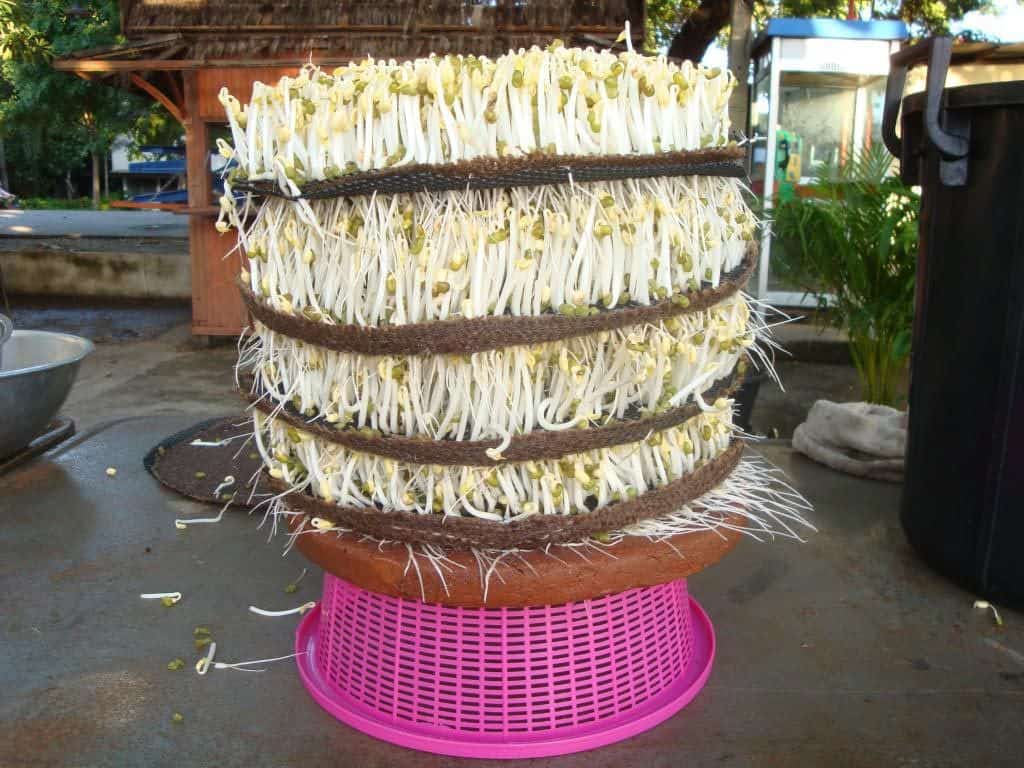abocn-Sprouts