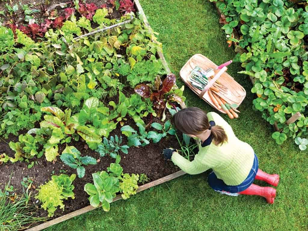 Vegetable-Garden-s