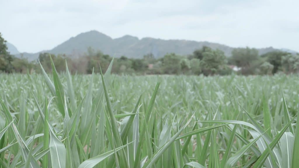 abocn-LOPBURI-s
