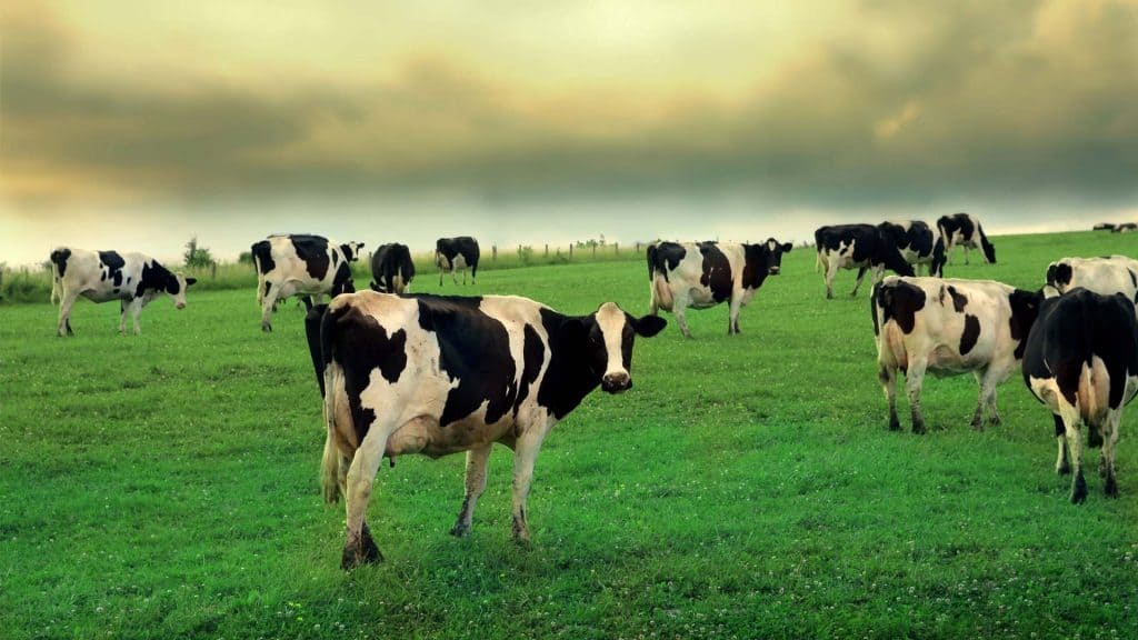 cows-feeding-on-a-field-s