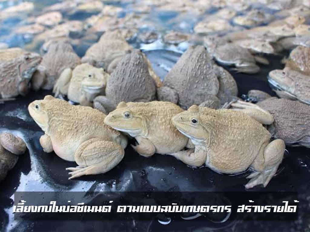 Raising frogs in cement ponds
